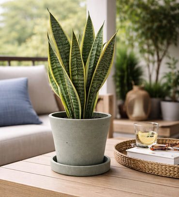 Modern Cement Planter Pot